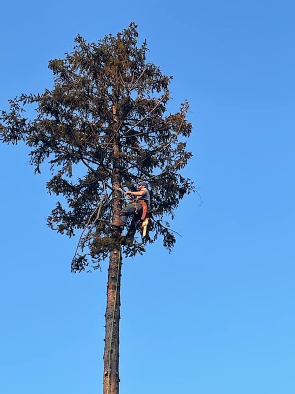 george out on a limb tree service