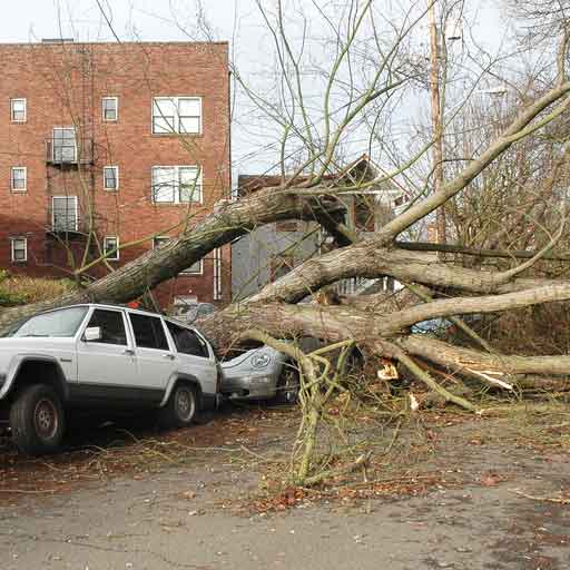 Aurora-Tree-Removal-Service-Emergency-Tree-Removal